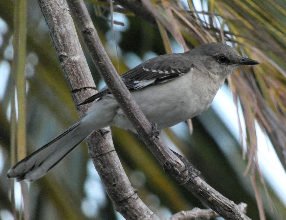 Northern Mockingbird - ML635470442