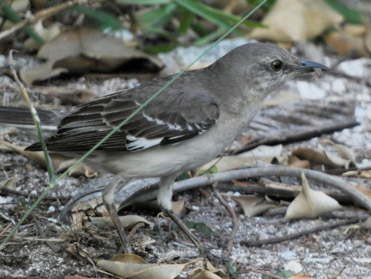 Northern Mockingbird - ML635470444