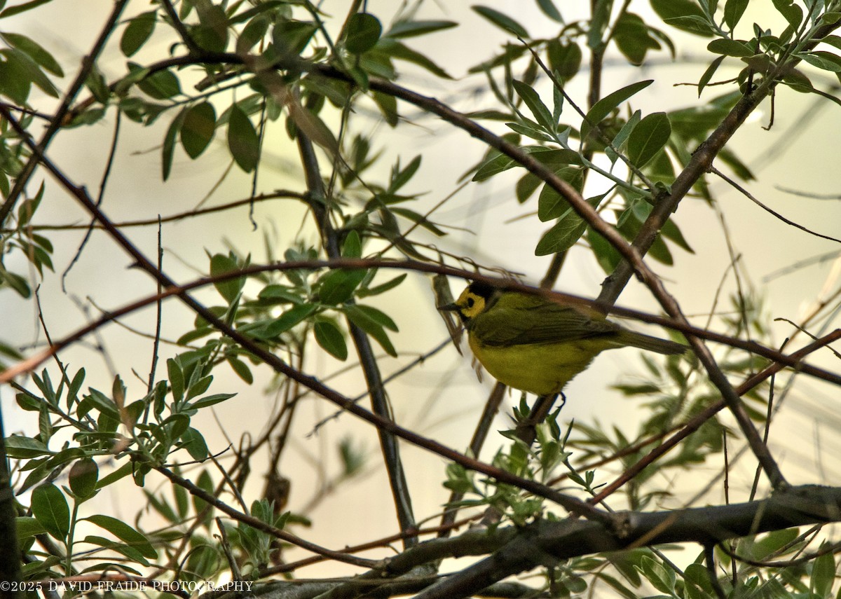 Hooded Warbler - ML635470455