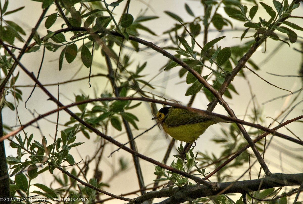 Hooded Warbler - ML635470456