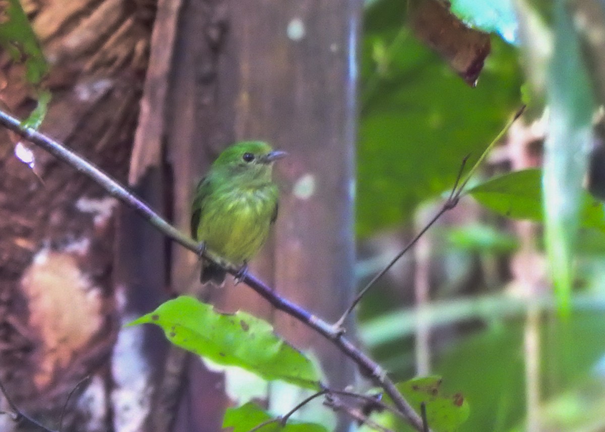 Mavi Tepeli Manakin - ML635470474