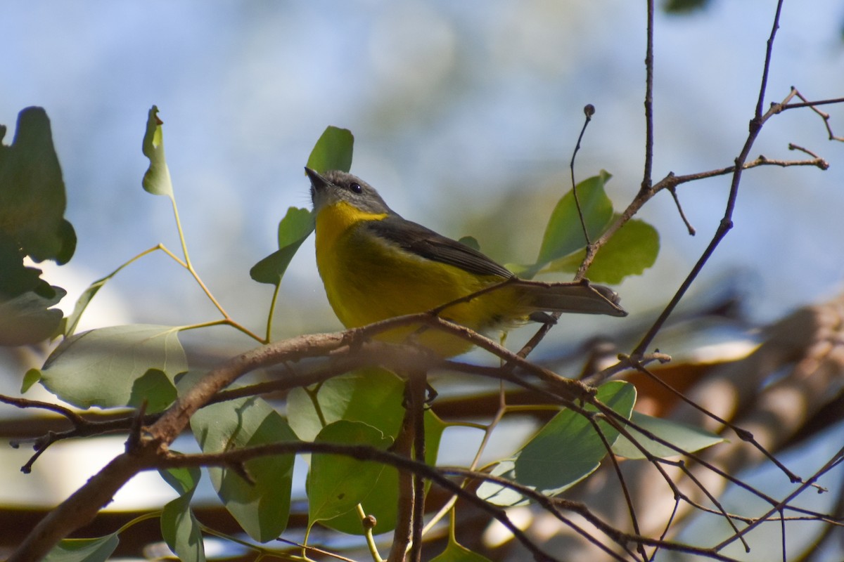 Eastern Yellow Robin - ML635470475