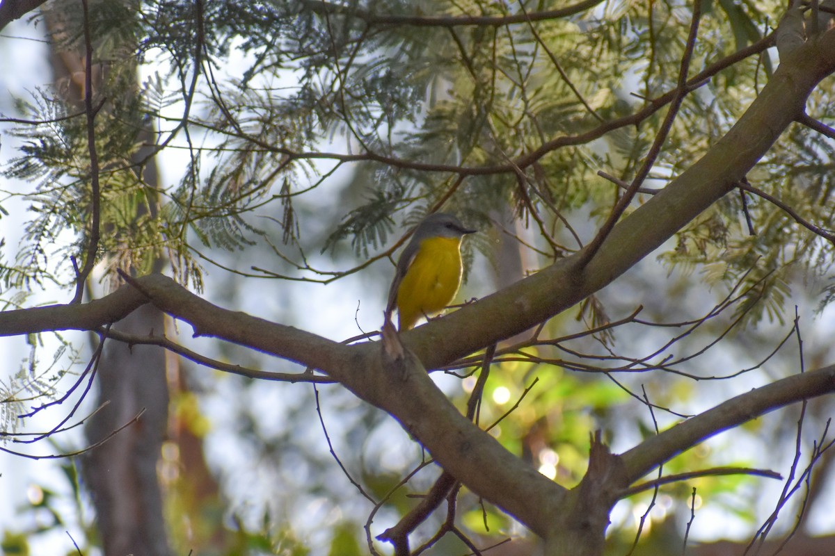 Eastern Yellow Robin - ML635470476