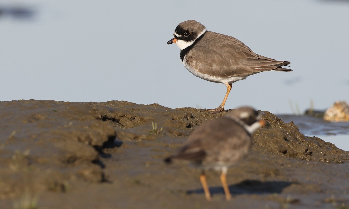 Semipalmated Plover - ML635470478
