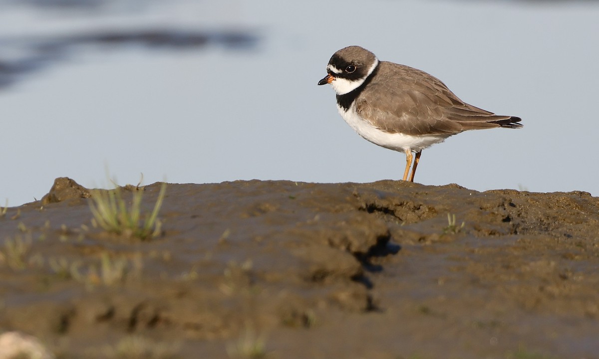 Semipalmated Plover - ML635470479