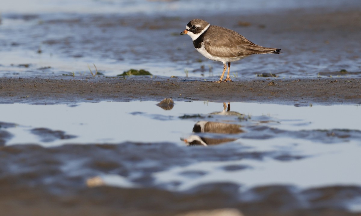 Semipalmated Plover - ML635470480