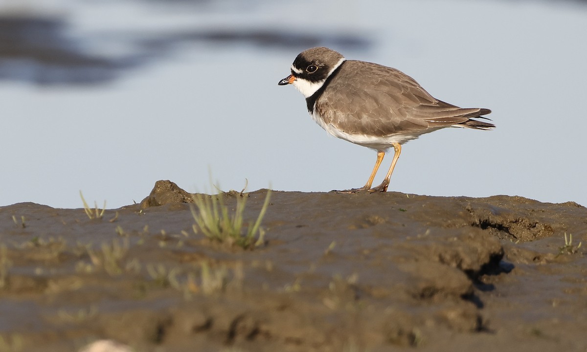 Semipalmated Plover - ML635470481
