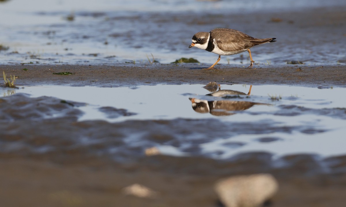 Semipalmated Plover - ML635470482