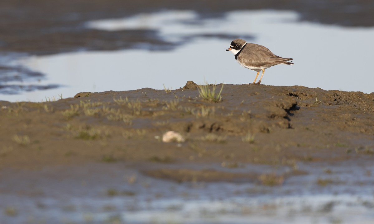 Semipalmated Plover - ML635470483