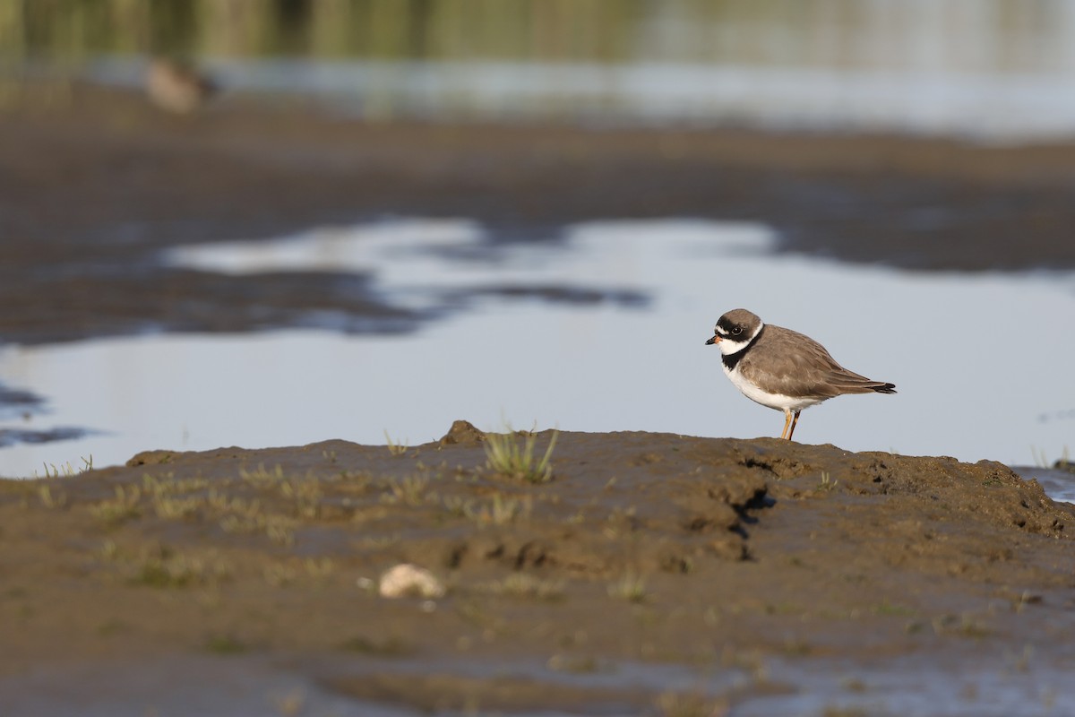 Semipalmated Plover - ML635470484