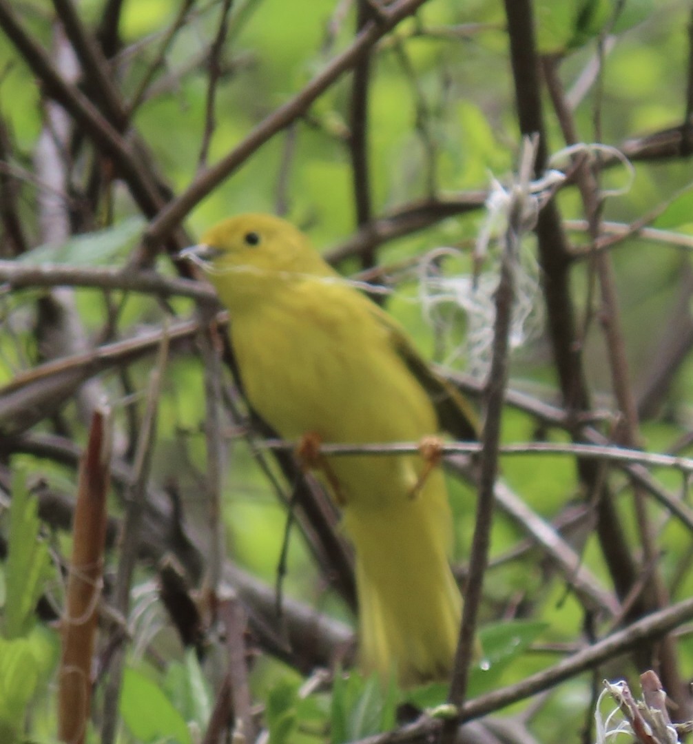 Yellow Warbler - ML635470524