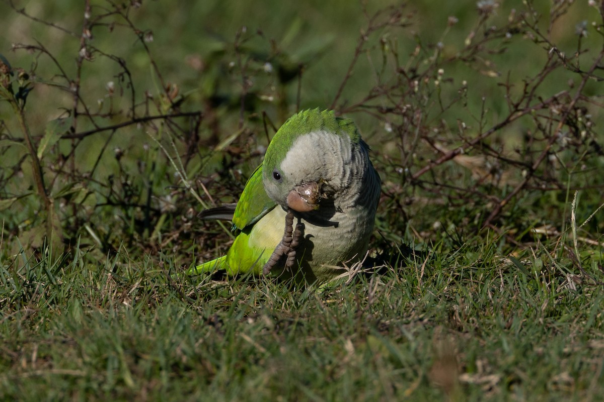 Mönchssittich - ML635470563