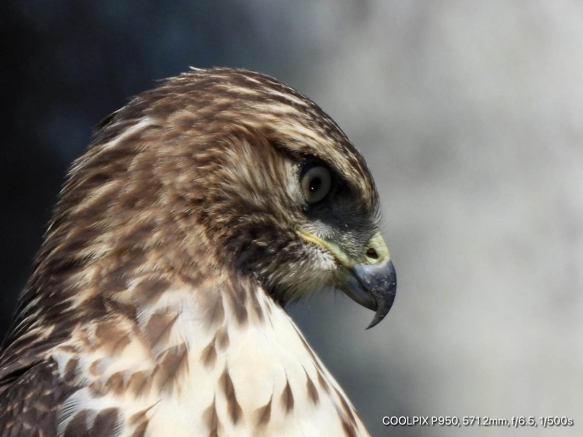 Red-tailed Hawk - ML635470581