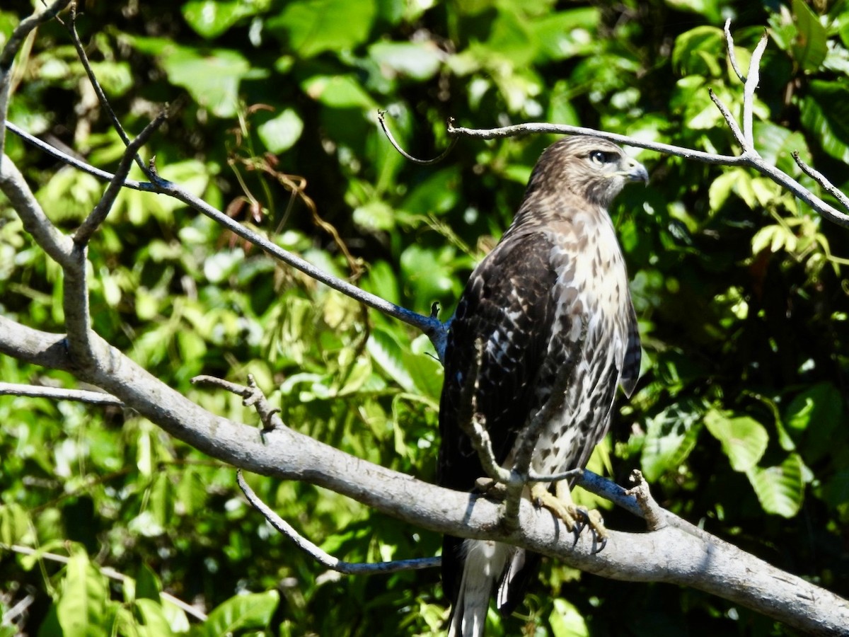 Red-tailed Hawk - ML635470582