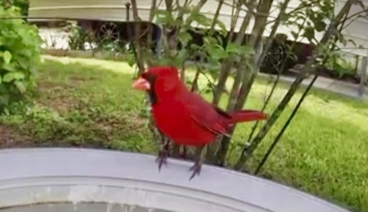 Cardinal rouge - ML635470623