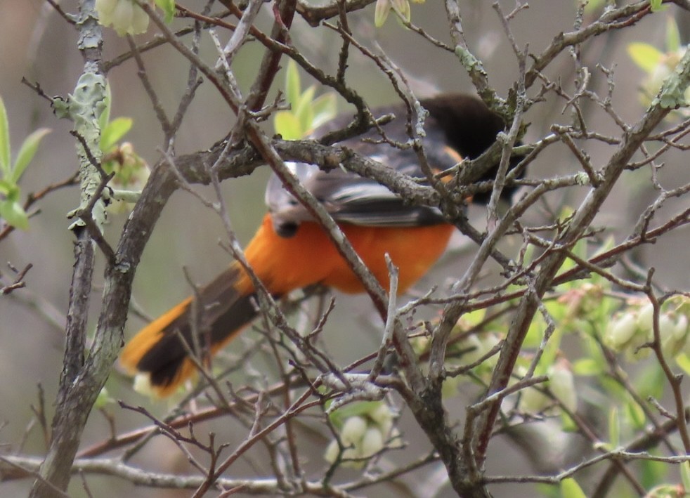 Baltimore Oriole - ML635470647