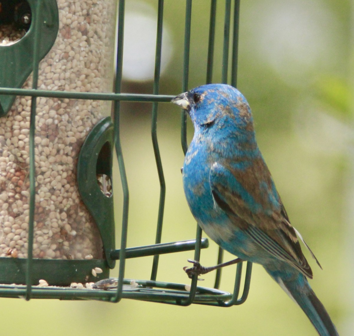 Passerin indigo - ML635470666