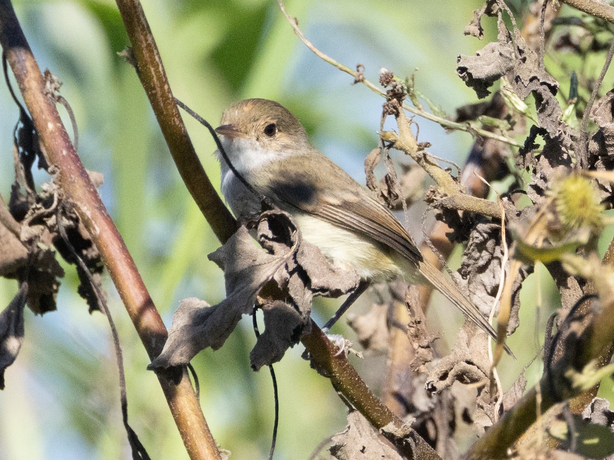 Ekru Tepeli Tiranület - ML635470706