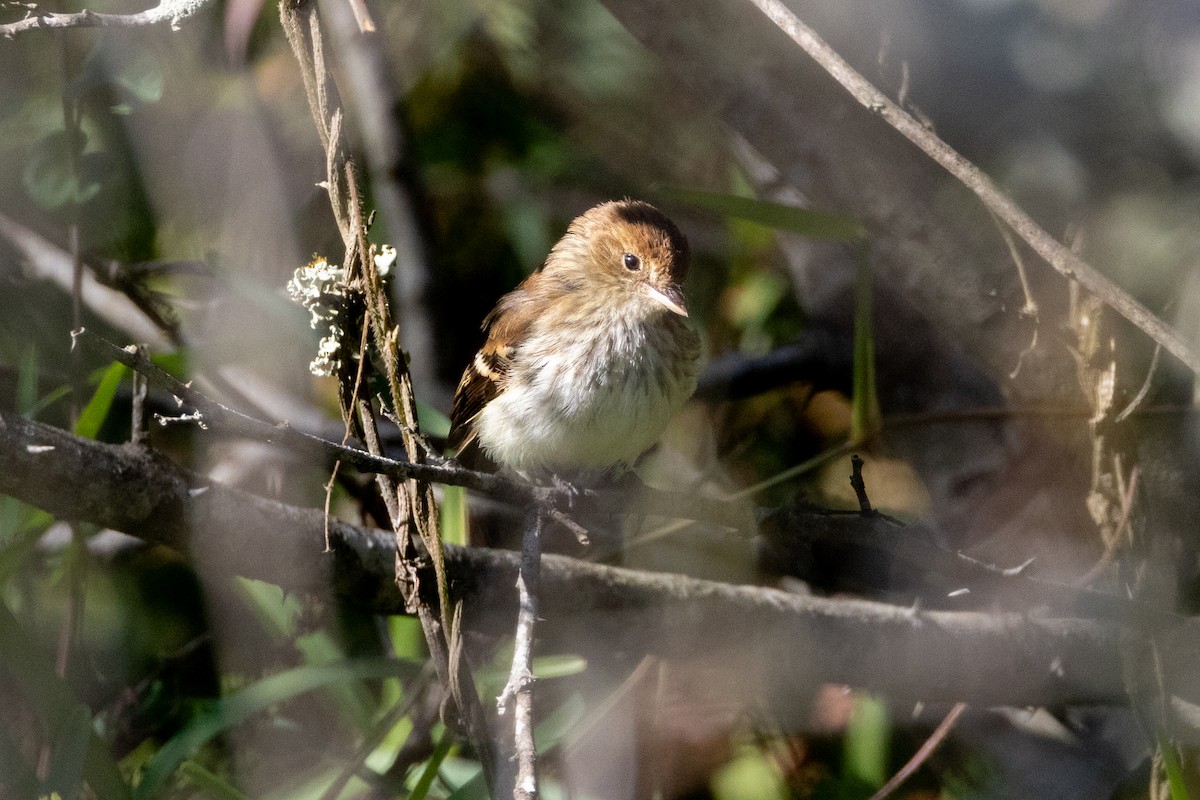 Rostschnäppertyrann - ML635470729