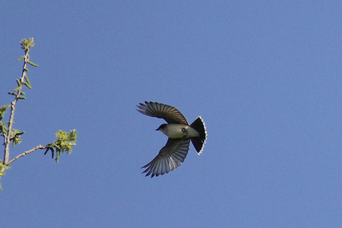 Eastern Kingbird - ML635470736