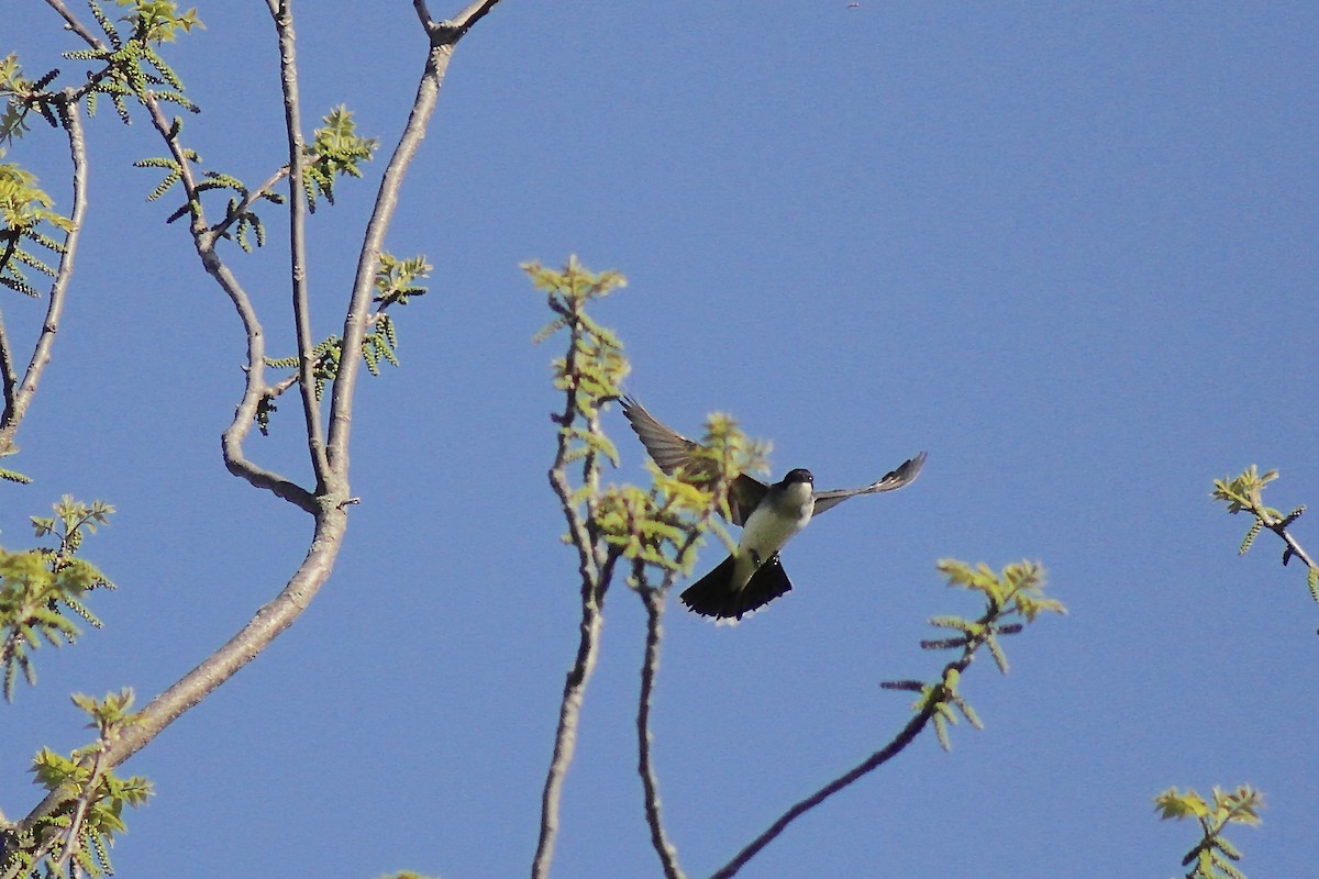 Eastern Kingbird - ML635470738