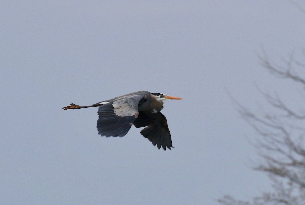 Great Blue Heron - ML635470786