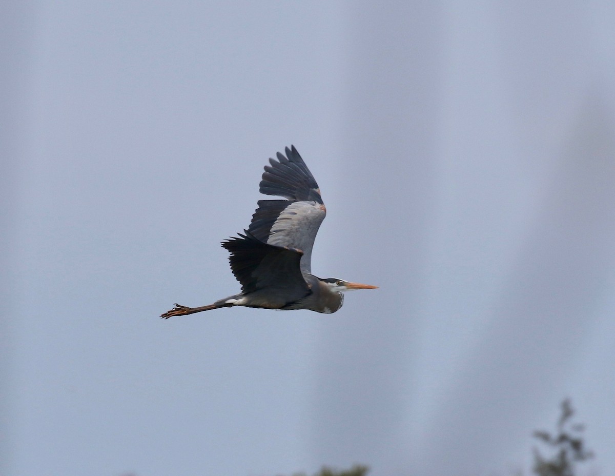 Great Blue Heron - ML635470787