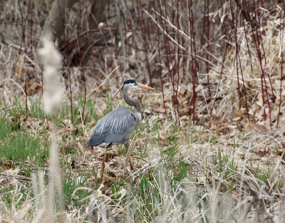 Great Blue Heron - ML635470789