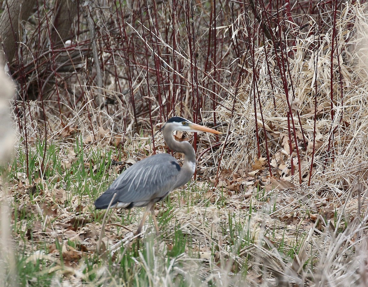 Great Blue Heron - ML635470790