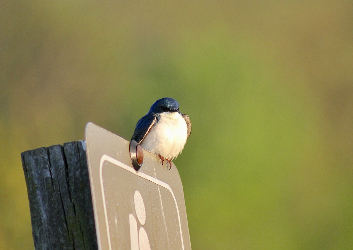 Tree Swallow - ML635470829
