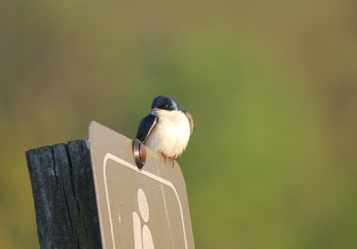 Tree Swallow - ML635470830