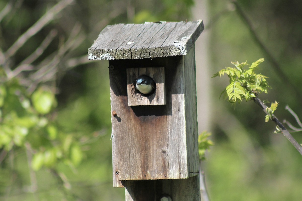 Tree Swallow - ML635470831