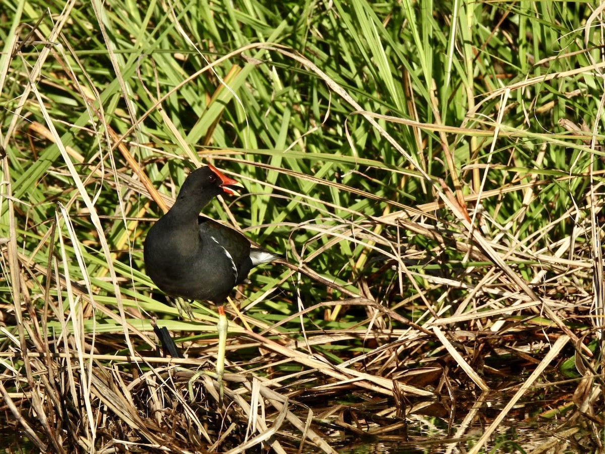 Common Gallinule - ML635470837