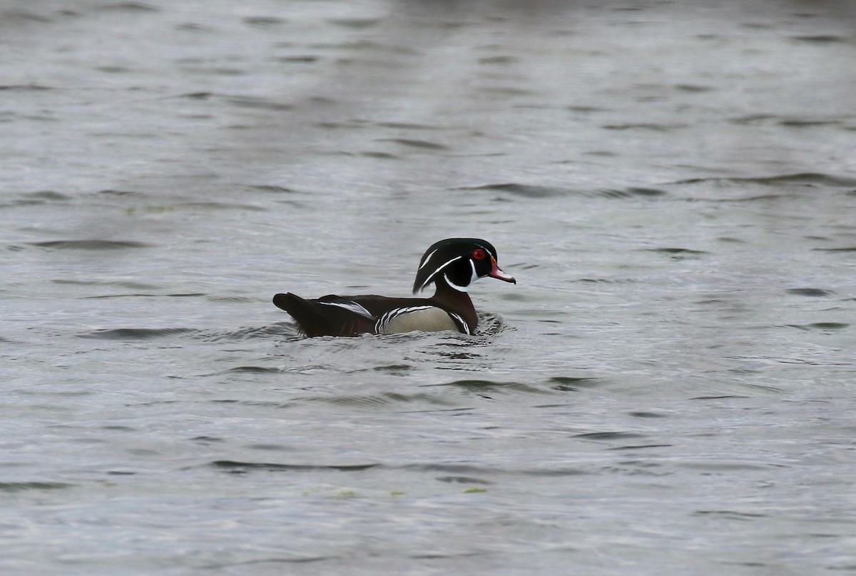 Wood Duck - ML635470879