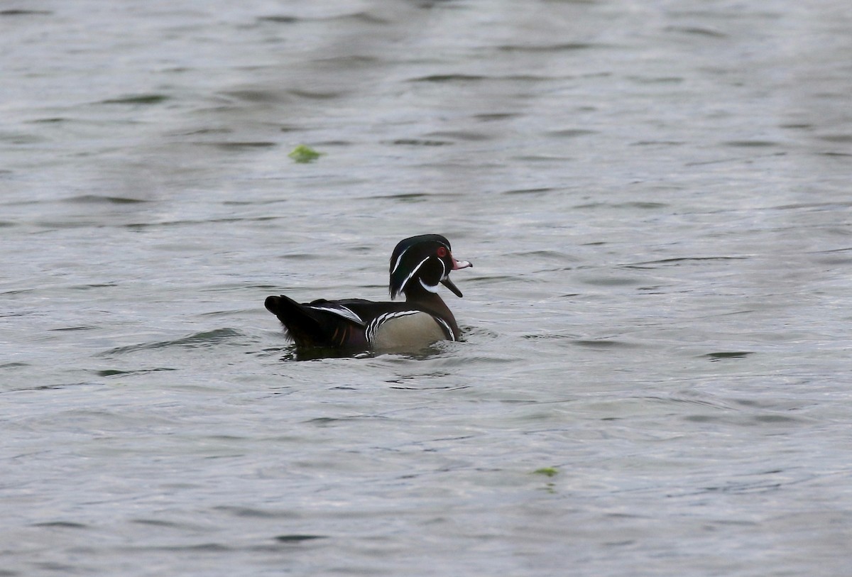Wood Duck - ML635470880