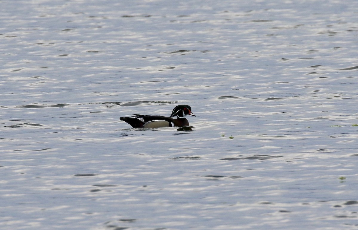 Wood Duck - ML635470881