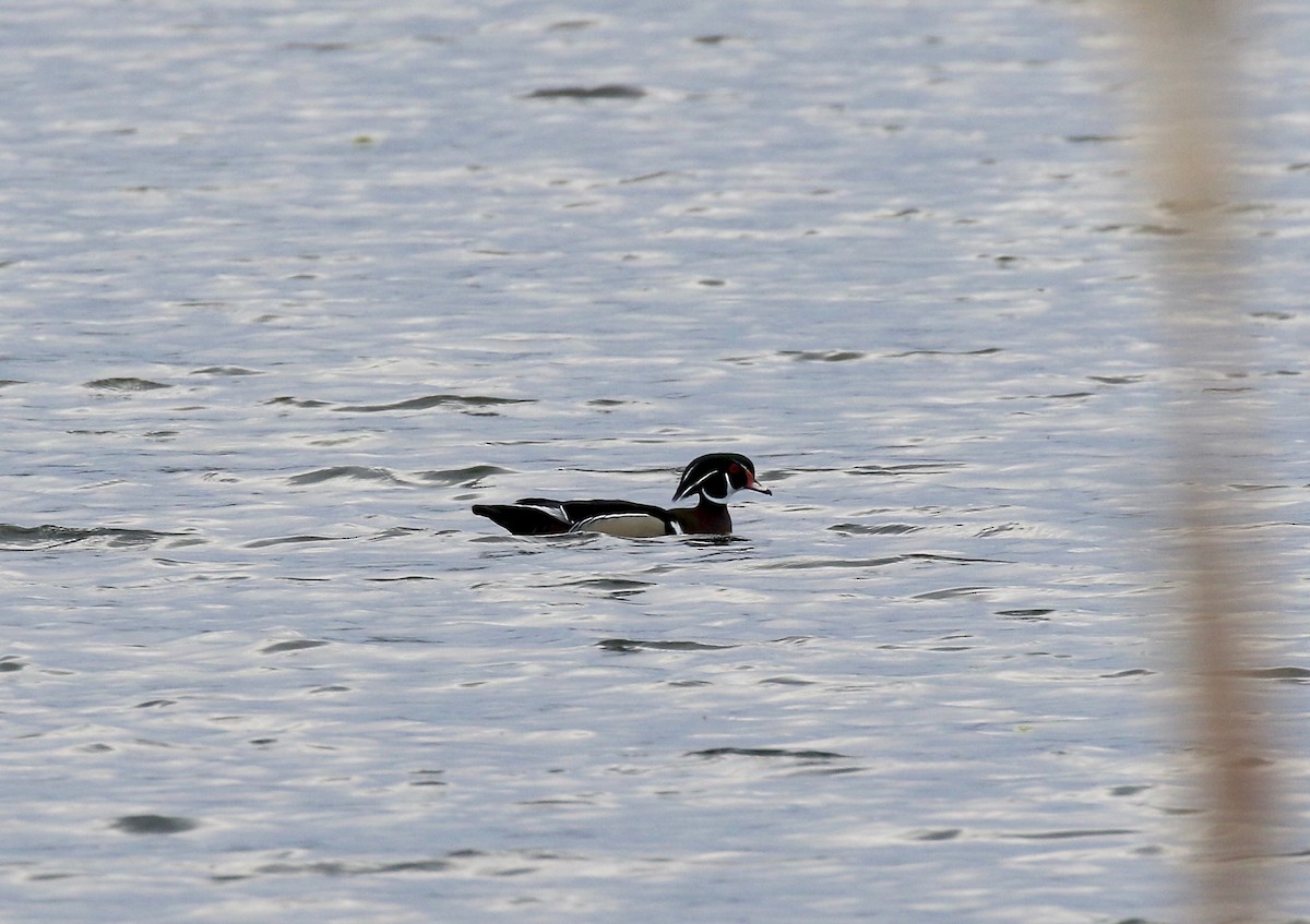 Wood Duck - ML635470883
