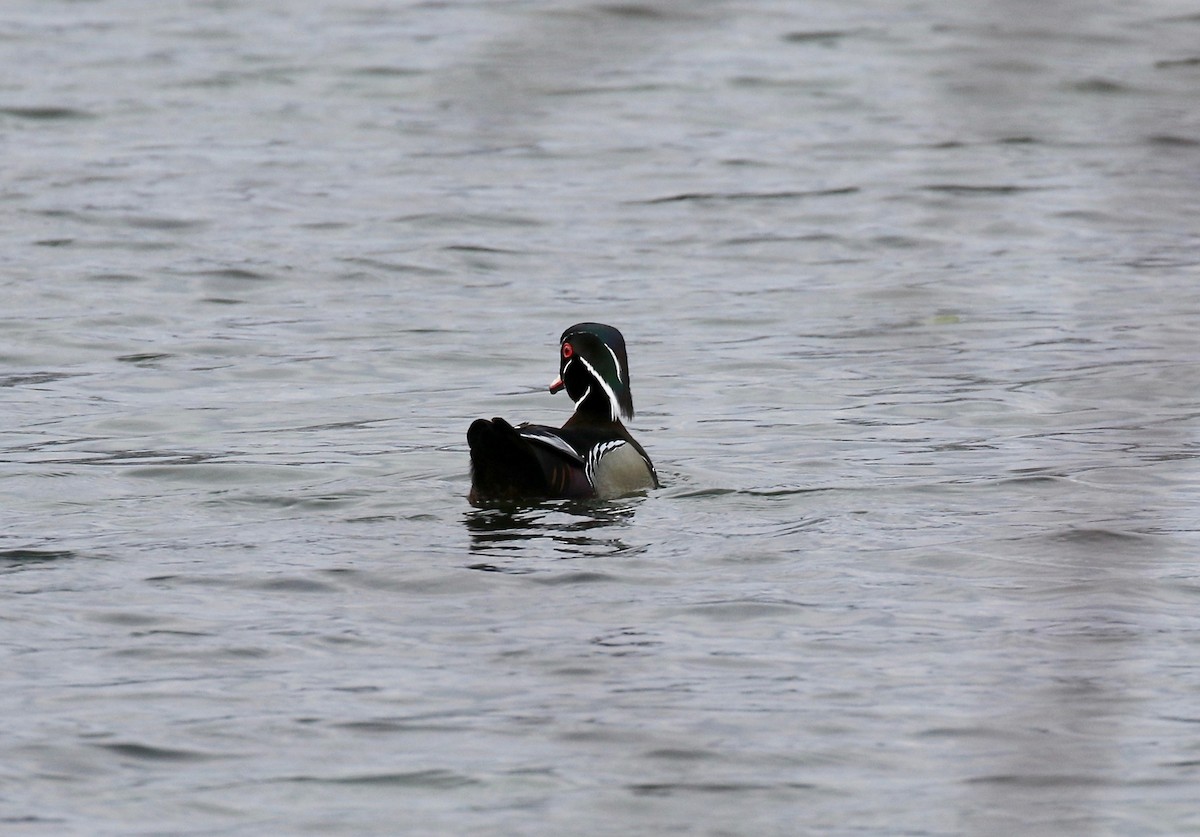 Wood Duck - ML635470884