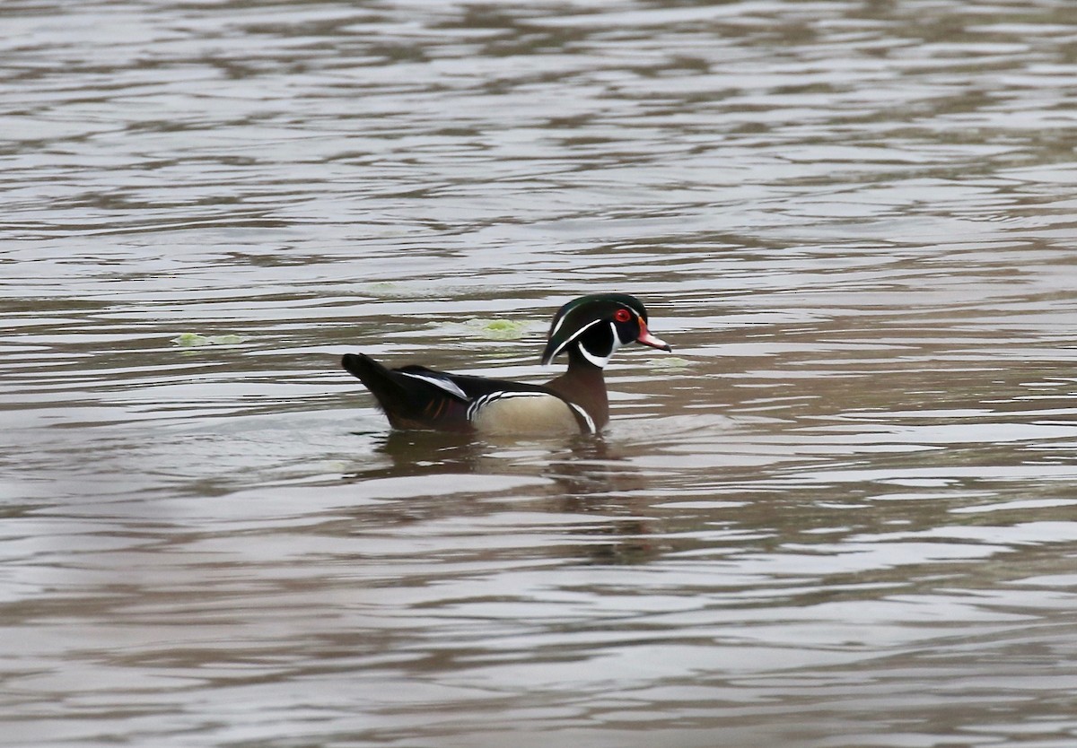 Wood Duck - ML635470885