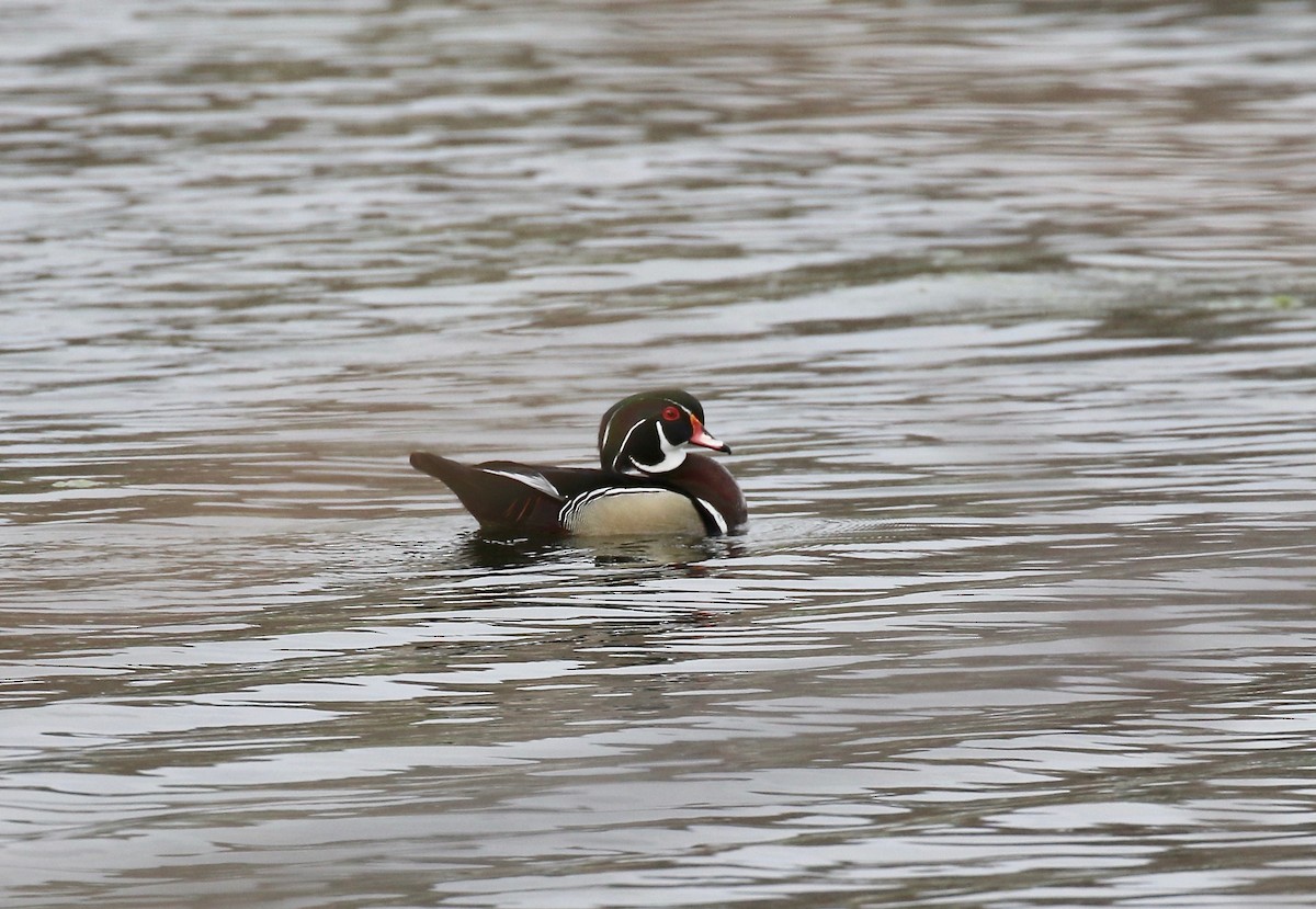 Wood Duck - ML635470886