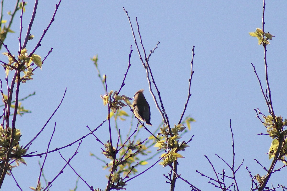 Cedar Waxwing - ML635470908