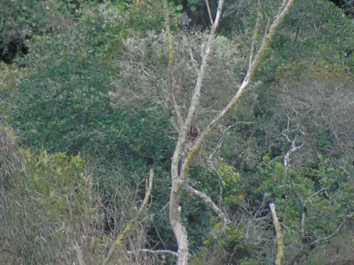 Bat Falcon - ML635470951