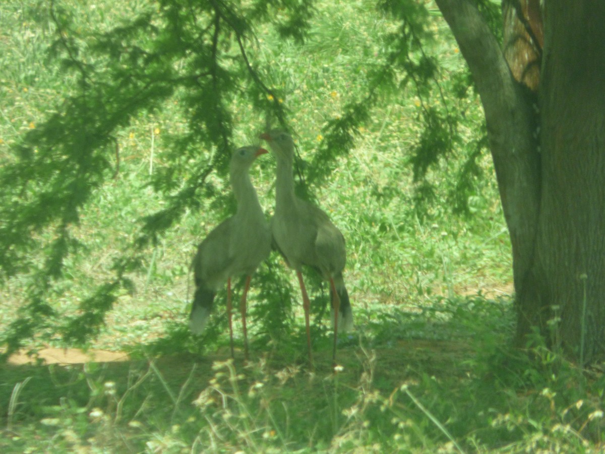 Red-legged Seriema - ML635470995