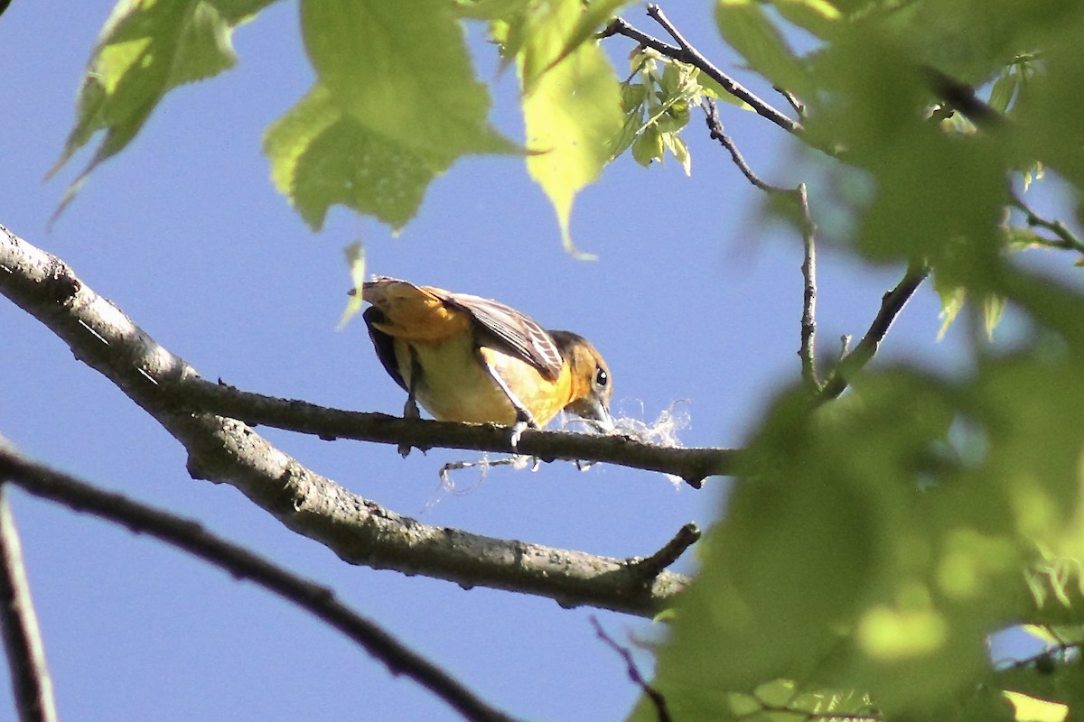 Baltimore Oriole - ML635471005