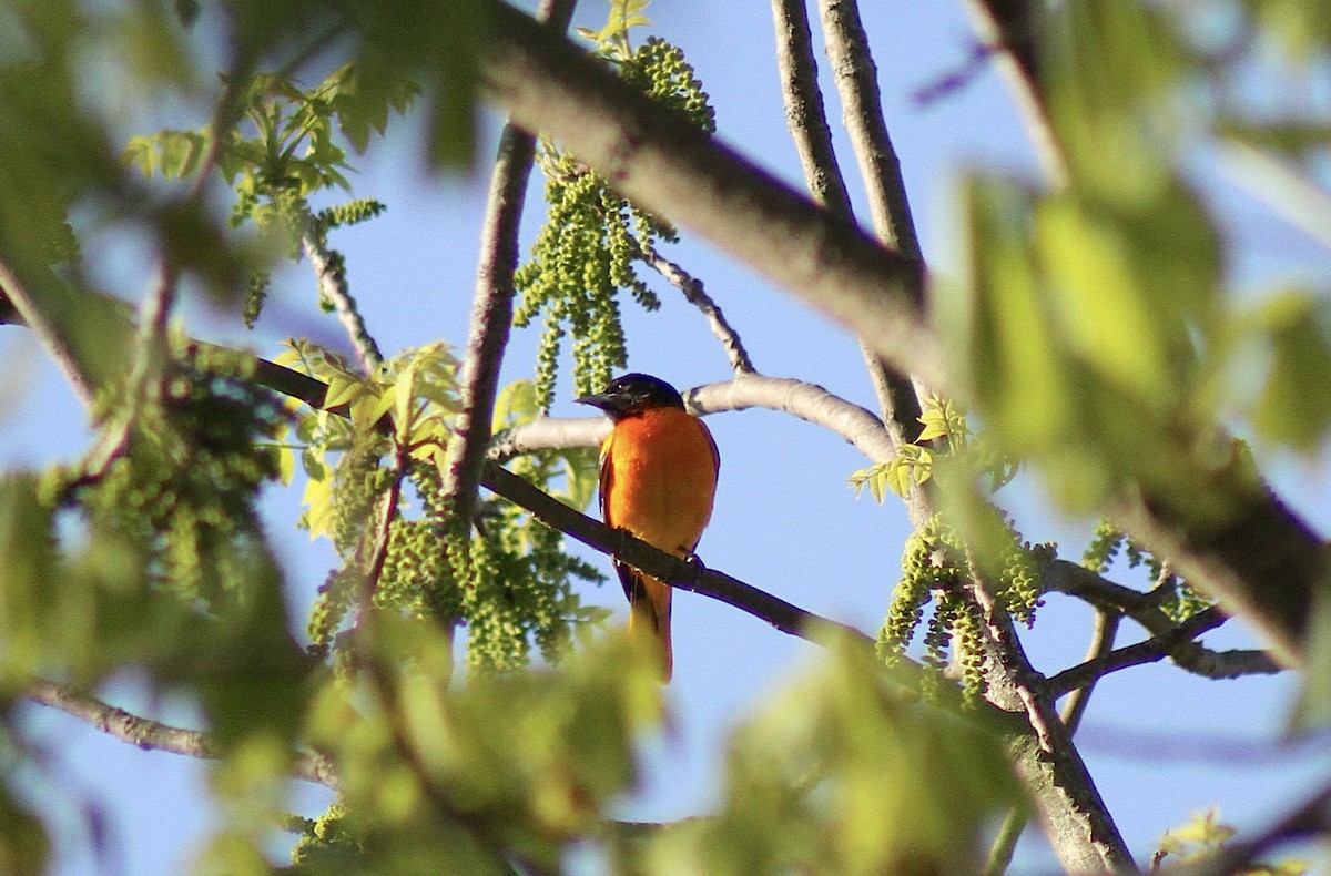 Baltimore Oriole - ML635471007