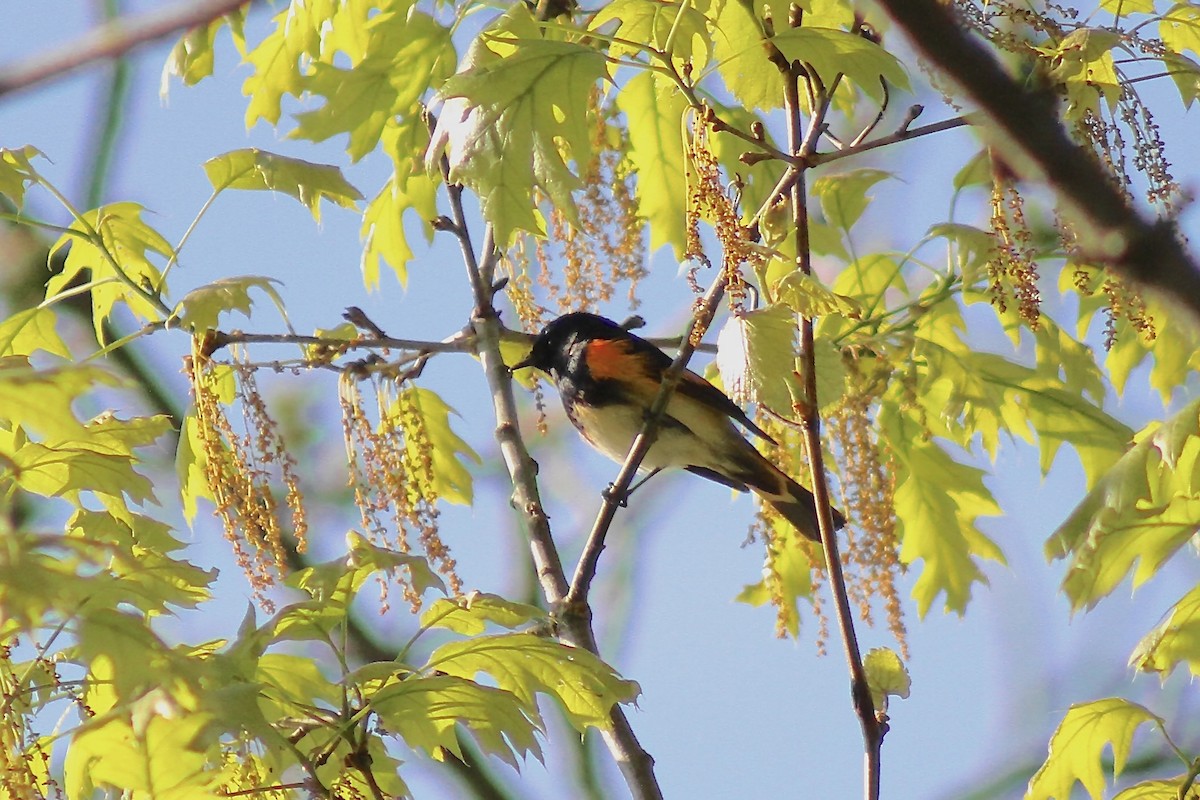 American Redstart - ML635471024