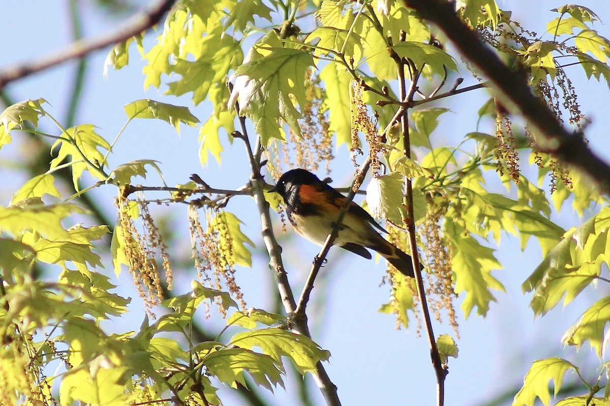 American Redstart - ML635471025