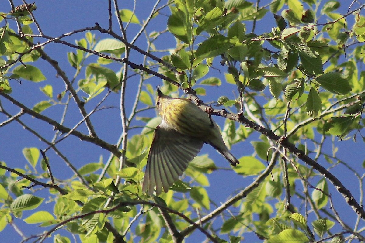 Cape May Warbler - ML635471052