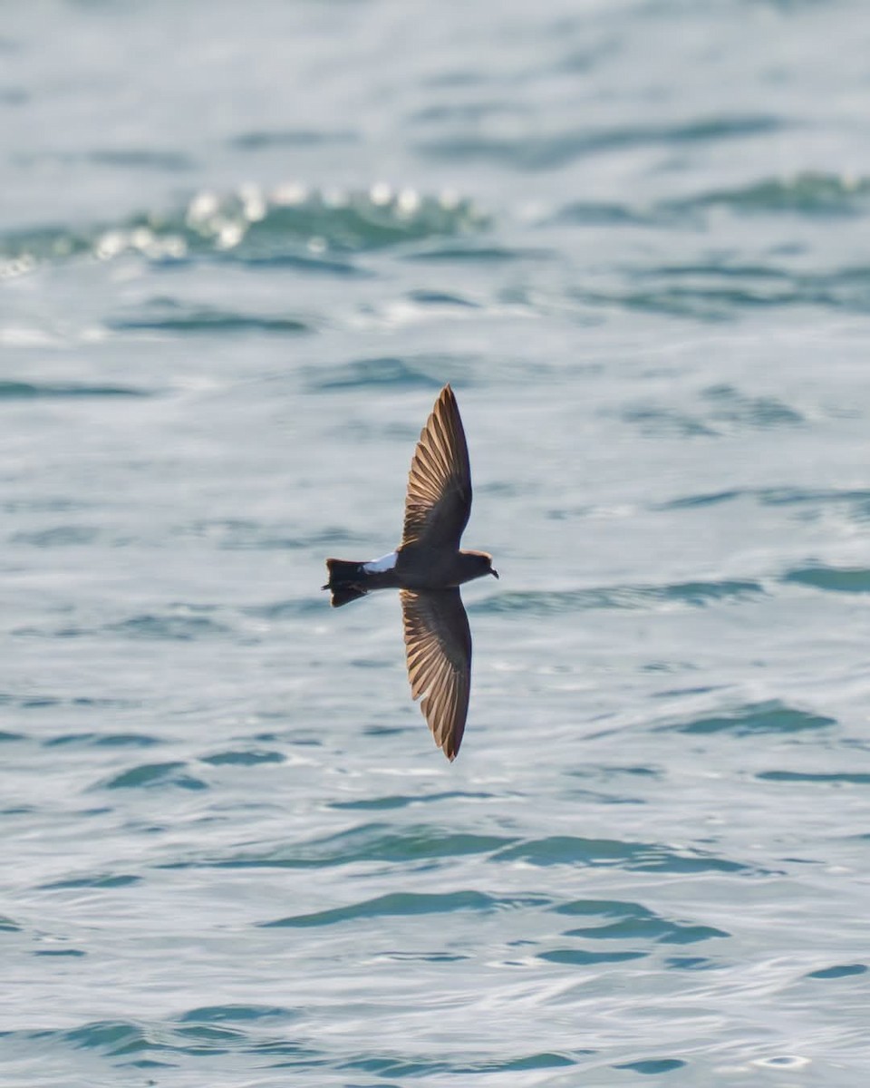 Wilson's Storm-Petrel - ML635471063