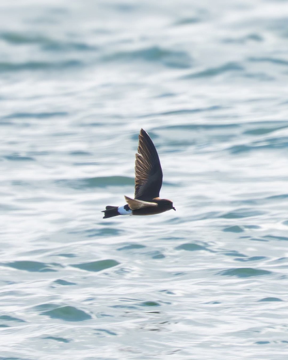 Wilson's Storm-Petrel - ML635471100